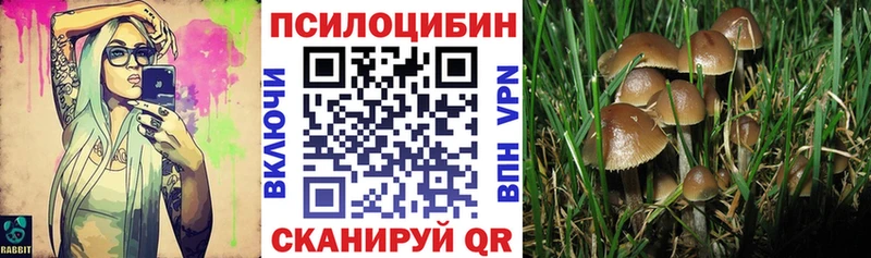 Псилоцибиновые грибы Psilocybe Кировград